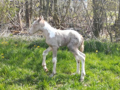 Enid x Colorstables Ionas Enid x Colorstables Ionas