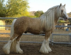 Romeo (Clononeen Mull of Kintyre) PALOMINO