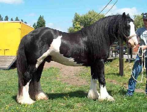 comanche